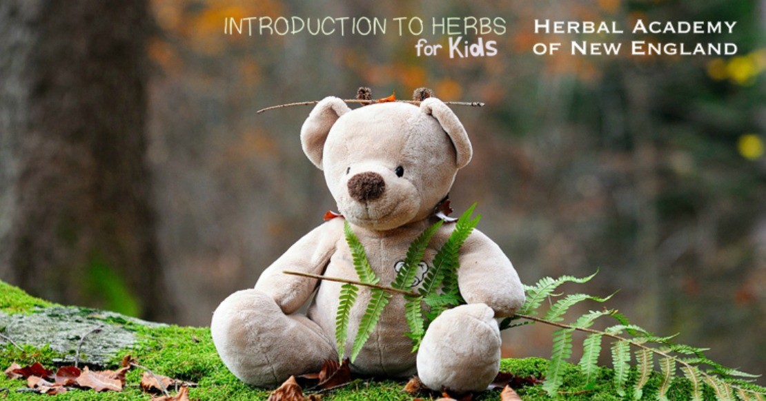 Introduction To Herbs For Kids: Wildcrafting | Herbal Academy | Wildcrafting for Kids Lesson - It is time to get to know your local plants because we can find wild herbal friends growing all around us!