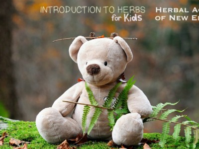 Introduction To Herbs For Kids: Wildcrafting | Herbal Academy | Wildcrafting for Kids Lesson - It is time to get to know your local plants because we can find wild herbal friends growing all around us!