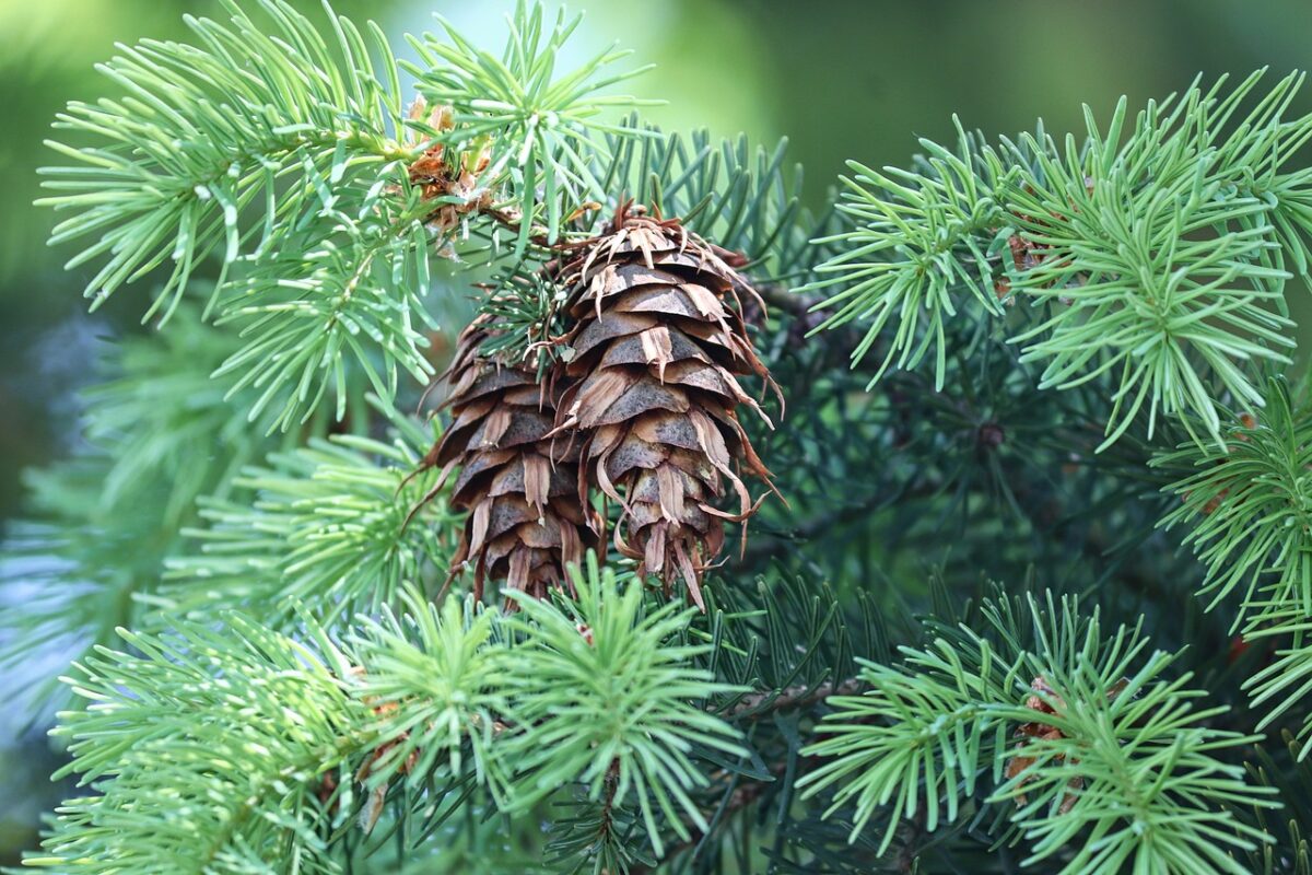 close up of douglas fir