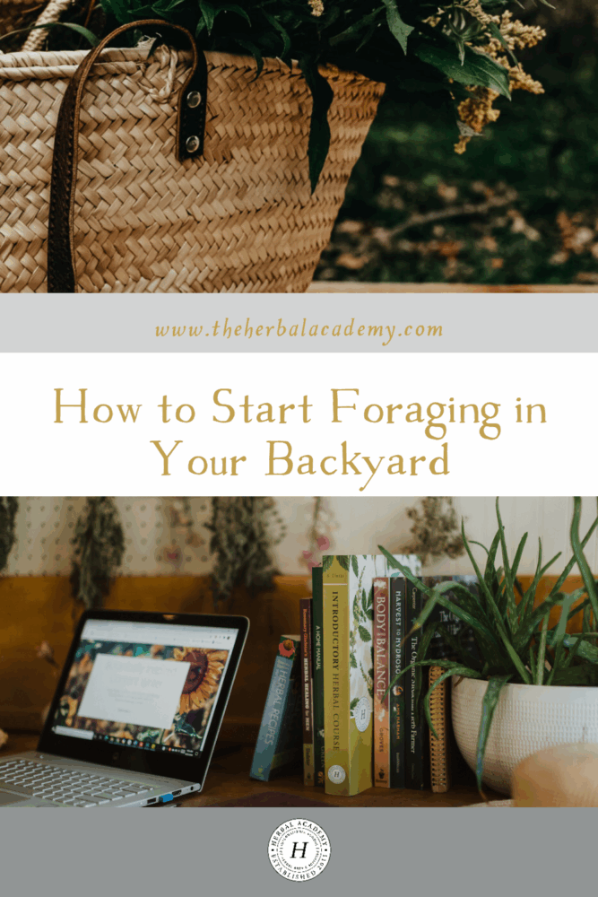 How to Start Foraging in Your Backyard