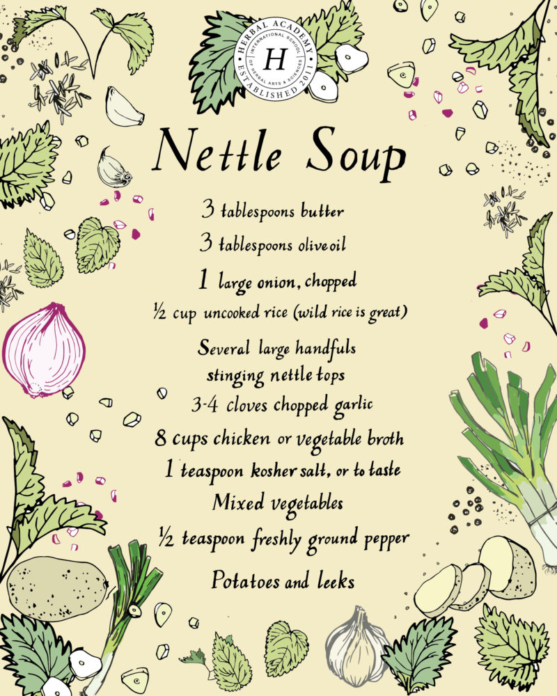 12 Nettle Recipes To Add To Your Cookbook | Herbal Academy | Stinging Nettles can be harvested, dried and incorporated into your diet year round for nourishment – add these delicious nettle recipes to your cookbook!