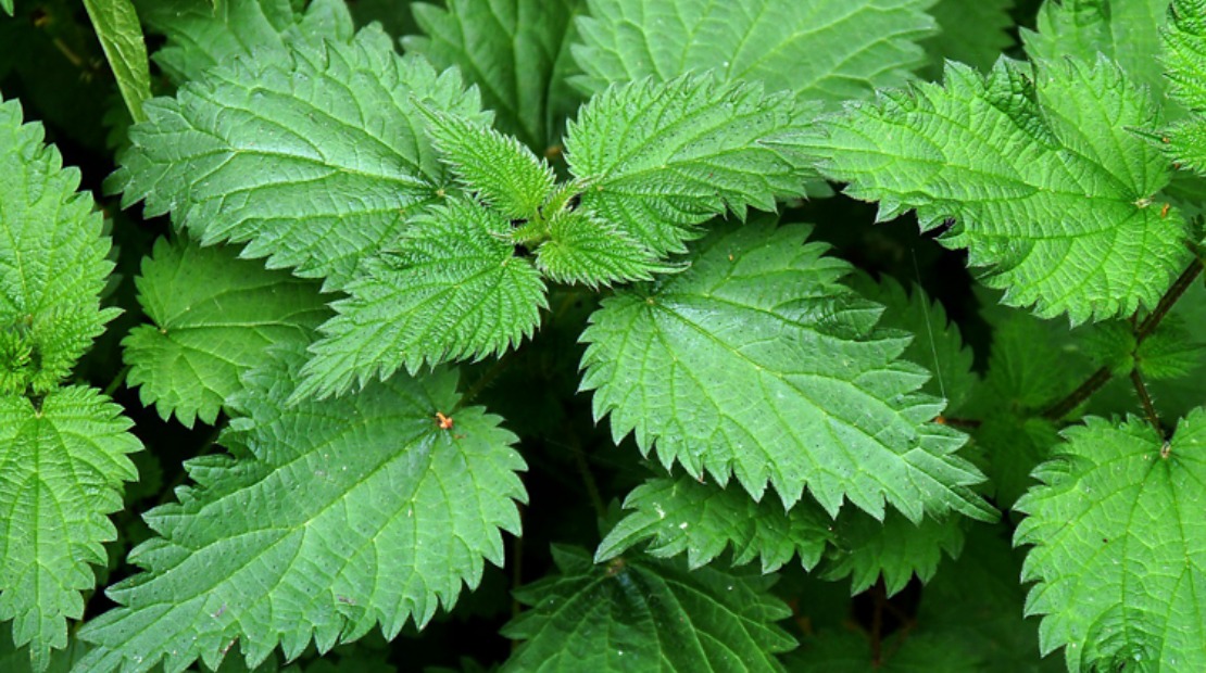 Image of Person harvesting nettles from a patch