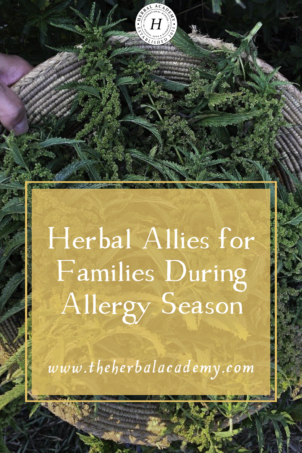 Learn about allergy herbal allies to help your family during allergy season. Find family-friendly recipes and tips.