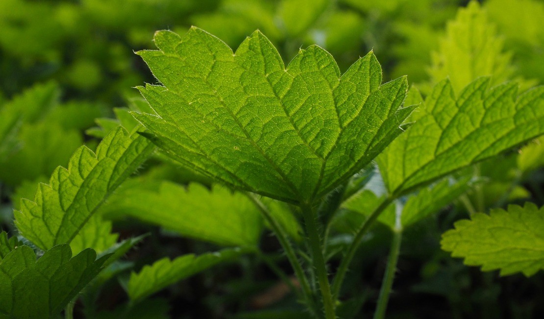 12 Nettle Recipes To Add To Your Cookbook | Herbal Academy | Stinging Nettles can be harvested, dried and incorporated into your diet year round for nourishment – add these delicious nettle recipes to your cookbook!