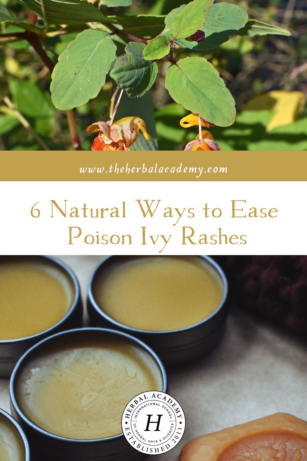 6 Natural Ways to Ease Poison Ivy Rashes | Herbal Academy | There are many natural ways to ease poison ivy rashes! Try a poultice – both jewelweed and plantain are great options!