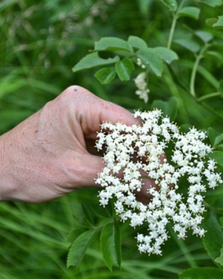 6 Spring Herbs You Can Forage Now | Herbal Academy | Foragers everywhere look forward to the first spring foliage that bursts from the earth. Here are 6 spring herbs you can forage now!