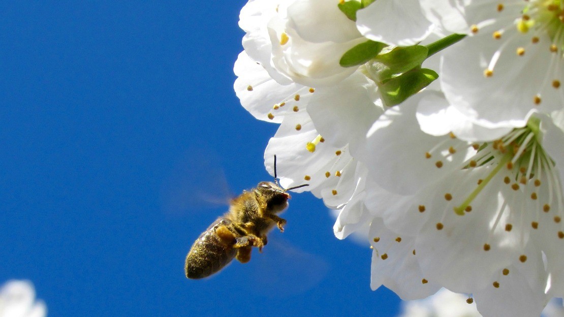 Inviting Bees