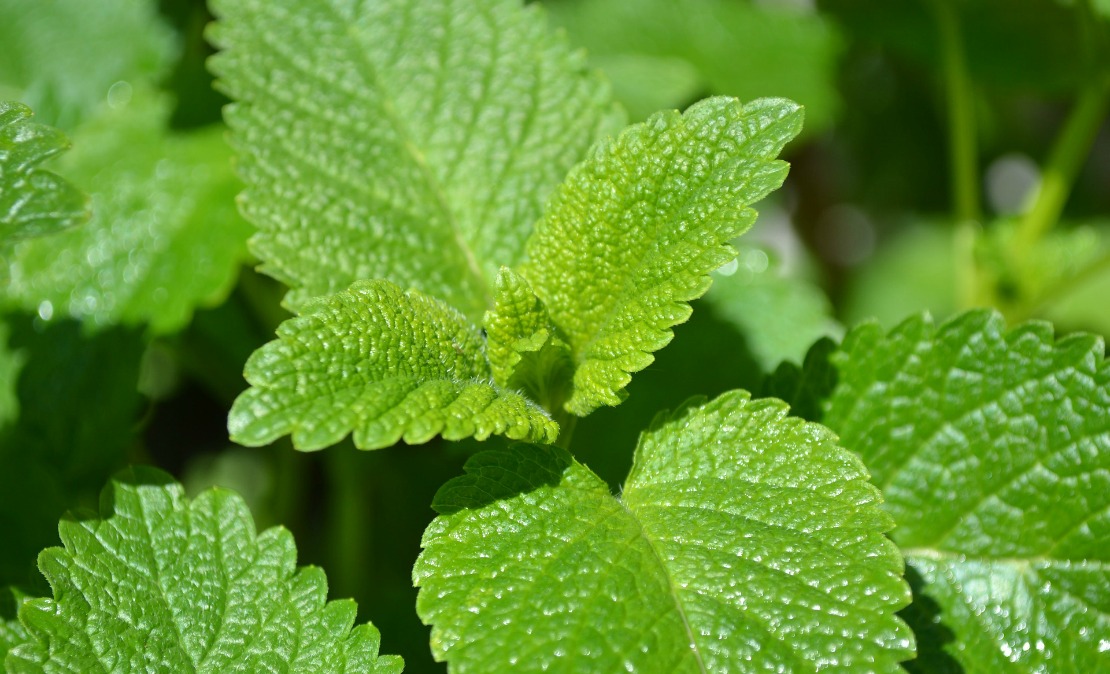 Lemon Balm growing outside