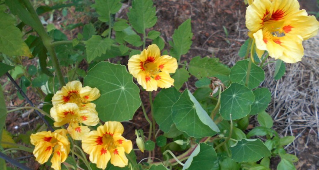 nasturtium flowers in the garden