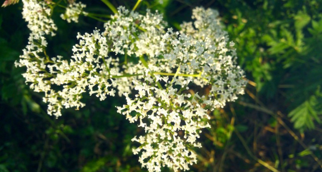 Getting to Know the Valerian Plant - Herbal Academy