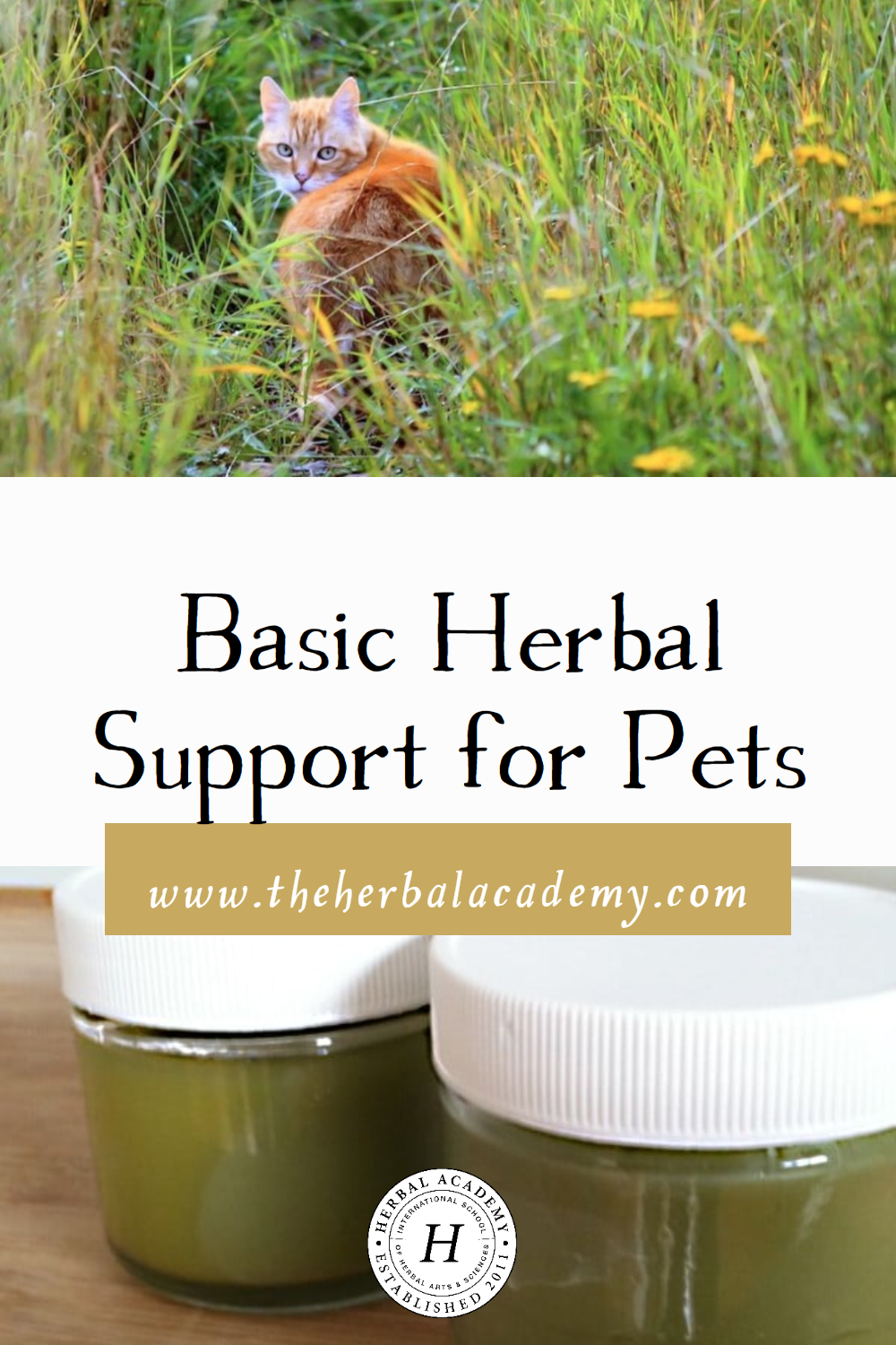 Start an herbal first aid kit for your household pets so you are prepared in any situation! These herbal supports for pets are a must-have!