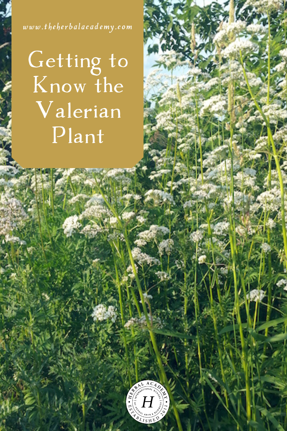 The valerian plant has wonderful supportive benefits and many uses. Its powers are believed to be love, sleep, purification, and protection.