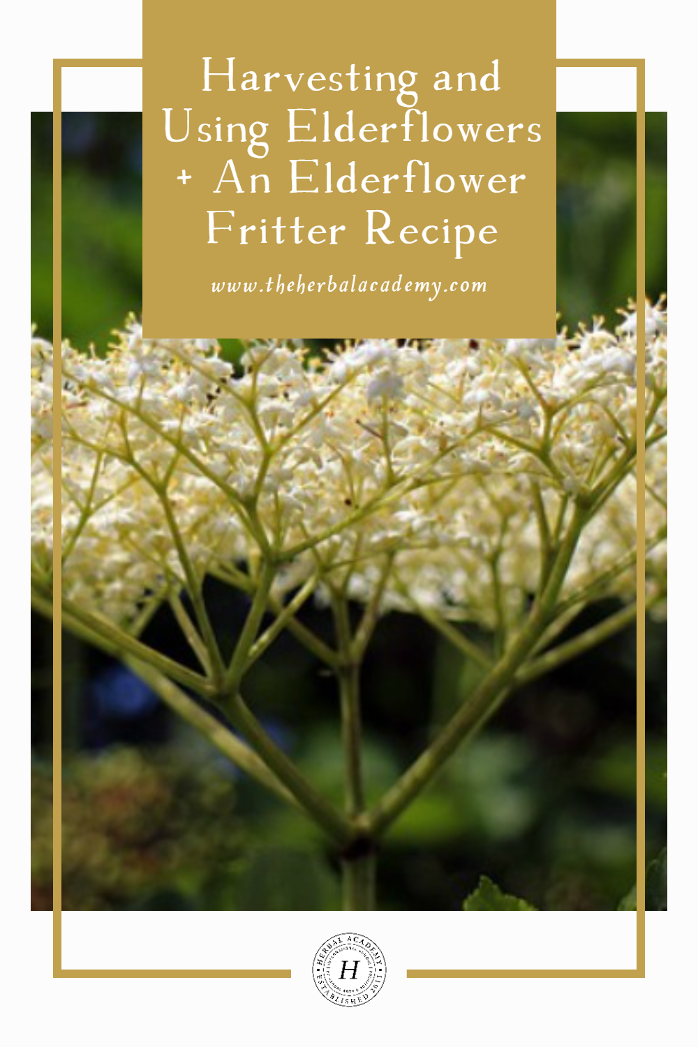 Using elderflowers for herbal support, cosmetics, and food is nothing new! Enjoy this elderflower fritters recipe.