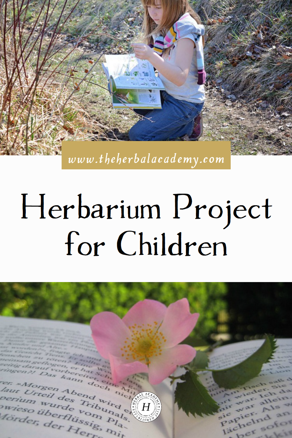 Enjoy studying plants while learning to put together your own herbarium at home with this herbarium project.