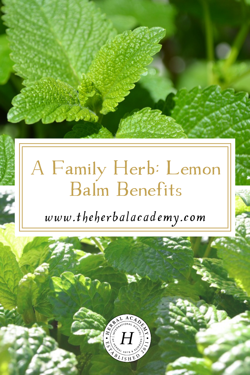 Lemon balm benefits families in a variety of ways. Learn about why lemon balm is a great herb to grow and stock in your medicine cabinet.