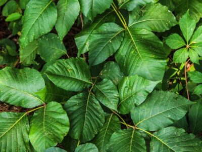 6 Natural Ways to Ease Poison Ivy Rashes | Herbal Academy | There are many natural ways to ease poison ivy rashes! Try a poultice – both jewelweed and plantain are great options!