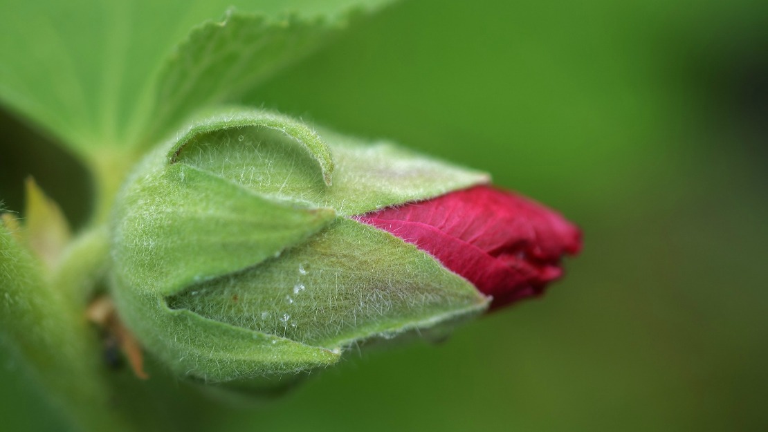 Rosebud Definition Verb at Alysia Gonzalez blog