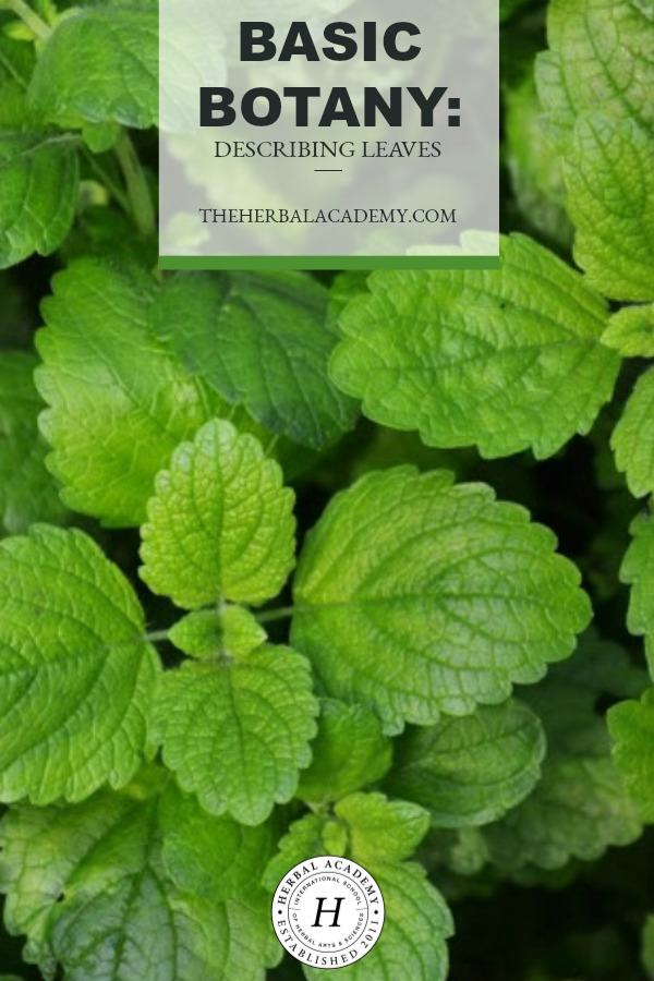 Basic Botany: Describing Leaves | Herbal Academy | A little basic botany goes a long way to help us understand our herbal allies and make positive identifications when we are working with new plants.