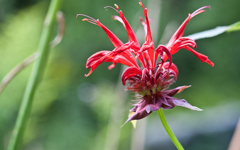 bee balm_AH copy