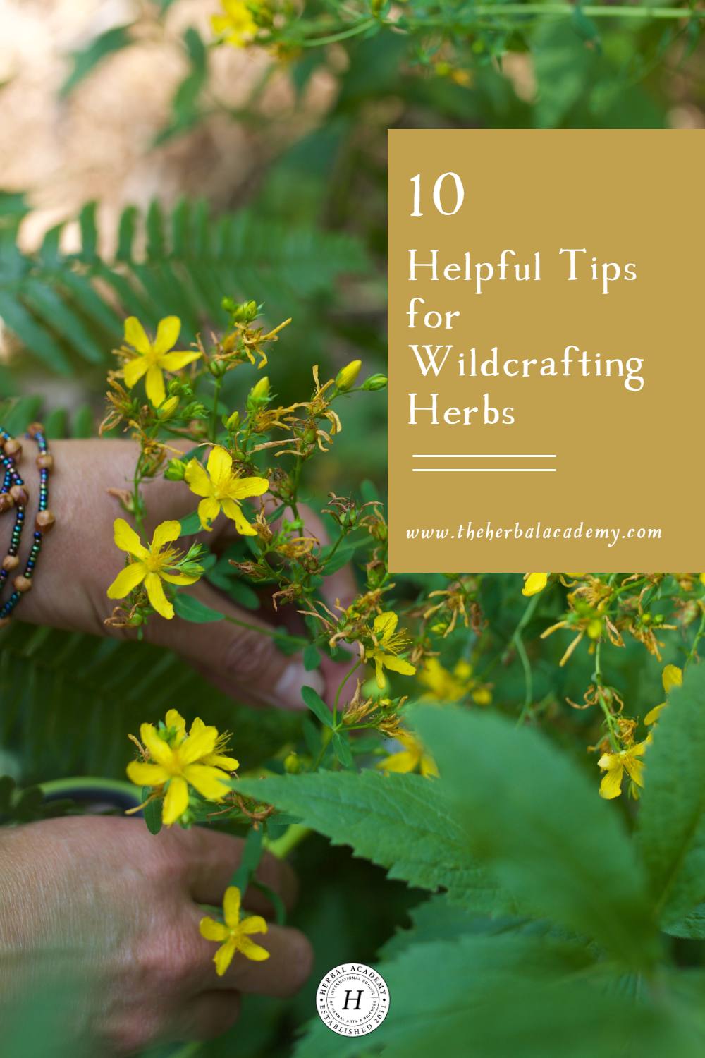 Wildcrafting herbs is a rewarding practice for herbalists. Learn how to identify plants and make your herbal remedies with foraged herbs!
