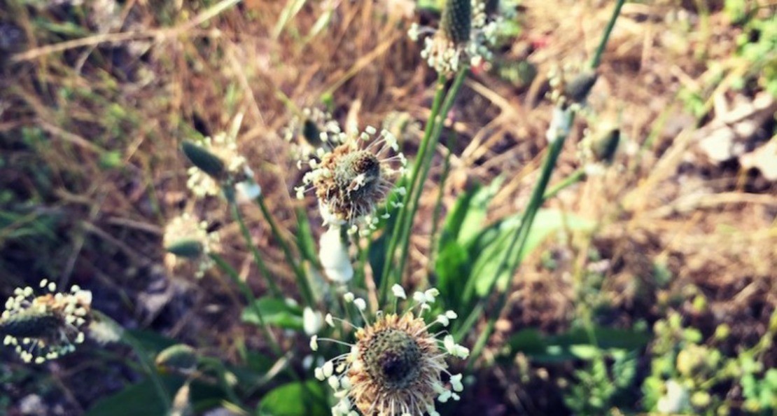 10 Tips for Wildcrafting Medicinal Herbs | Herbal Academy | Wildcrafting medicinal herbs is a very rewarding practice for herbalists. Learn how to identify plants and make your herbal remedies with foraged herbs!