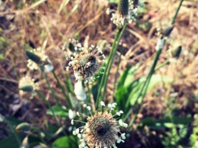 10 Tips for Wildcrafting Medicinal Herbs | Herbal Academy | Wildcrafting medicinal herbs is a very rewarding practice for herbalists. Learn how to identify plants and make your herbal remedies with foraged herbs!