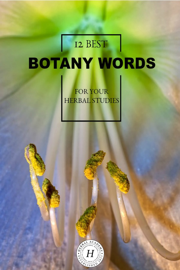 12 Best Botany Words to Use in Your Herbal Studies | Herbal Academy | It’s handy to know a few of the more unusual botanical terms. These are the botany words you might come across when you are identifying a new plant.