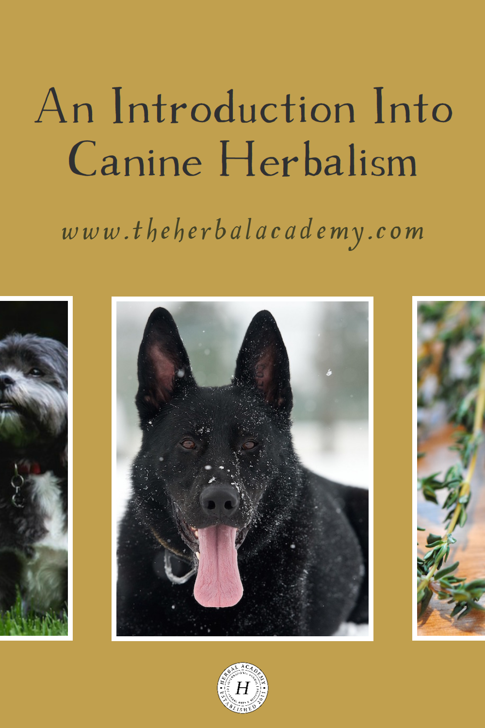 When it comes to canine herbalism, you want to choose herbs with somewhat opposite energetics and constitution as the animal.