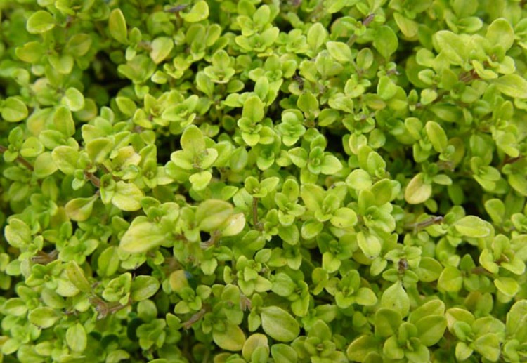 thyme-herb