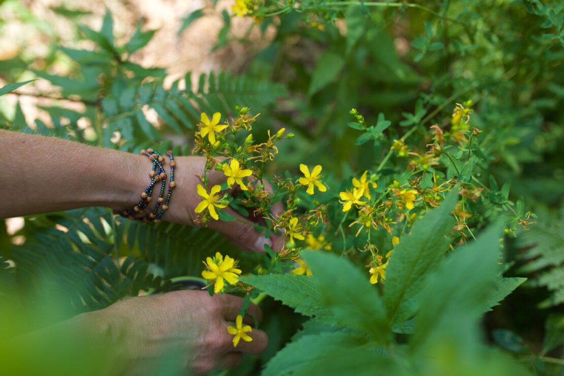 10 Helpful Tips for Wildcrafting Herbs by Herbal Academy