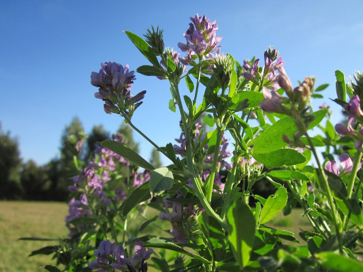 Teacher Feature: Ayo Ngozi | Herbal Academy | This month we have an interview with one of our Academy Educators, herbalist Ayo Ngozi. She shares with us her love of herbs and the herbal path that brought her to where she is today.