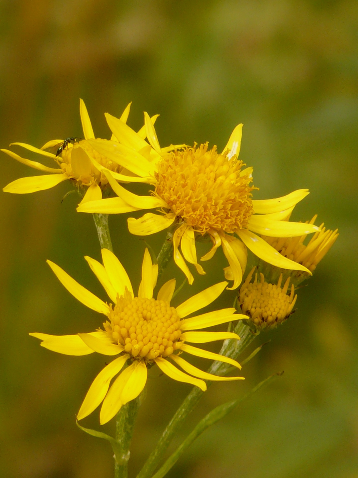 arnica growing outside