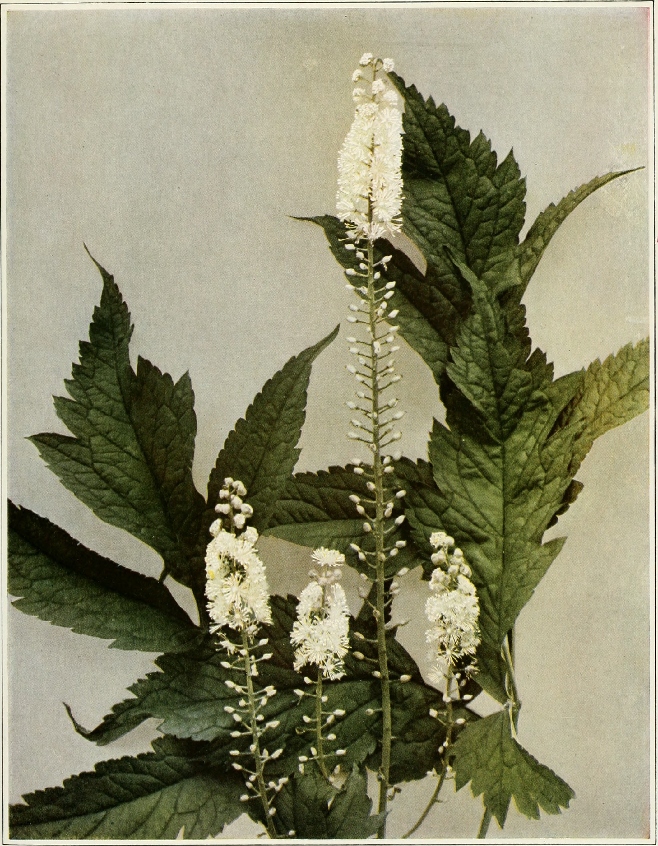 Black_Cohosh-public-domain