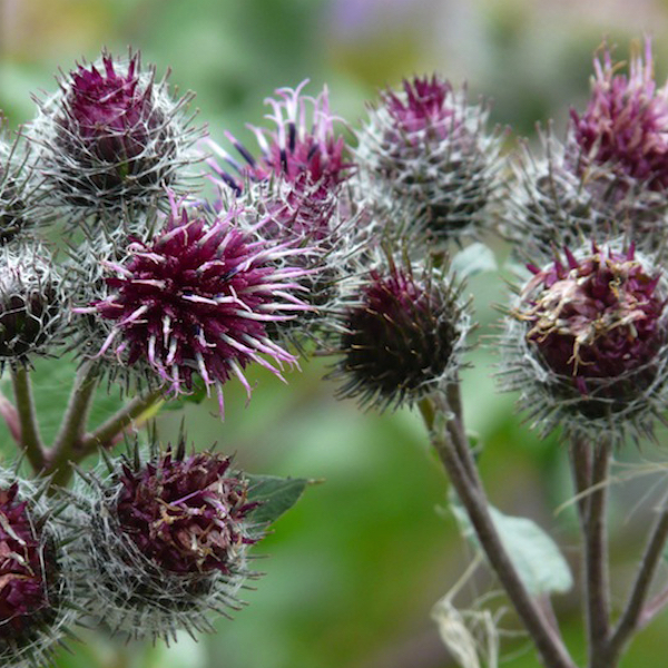 How To Make Pickled Burdock Root | Herbal Academy | Here's a simple recipe for pickled burdock root. By following this recipe, you can preserve some of burdock's beneficial properties to enjoy as a yummy snack year-round.