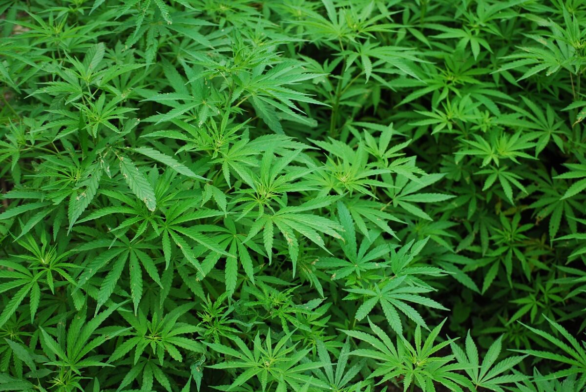 closeup of cannabis