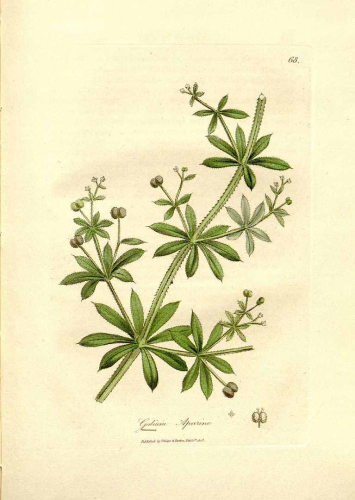 3 Ways to Use Cleavers for Spring Cleansing