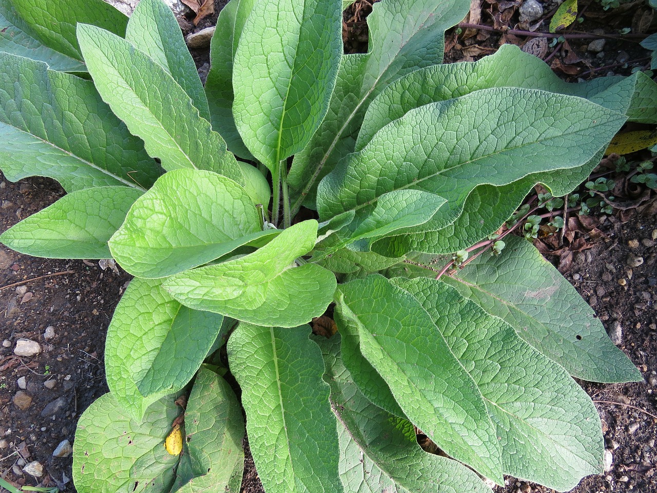 Comfrey Cream Recipe for Achy Joints and Muscles | Herbal Academy | Learn how to make this simple comfrey cream recipe featuring comfrey root tincture to ease achy joints and muscles naturally.