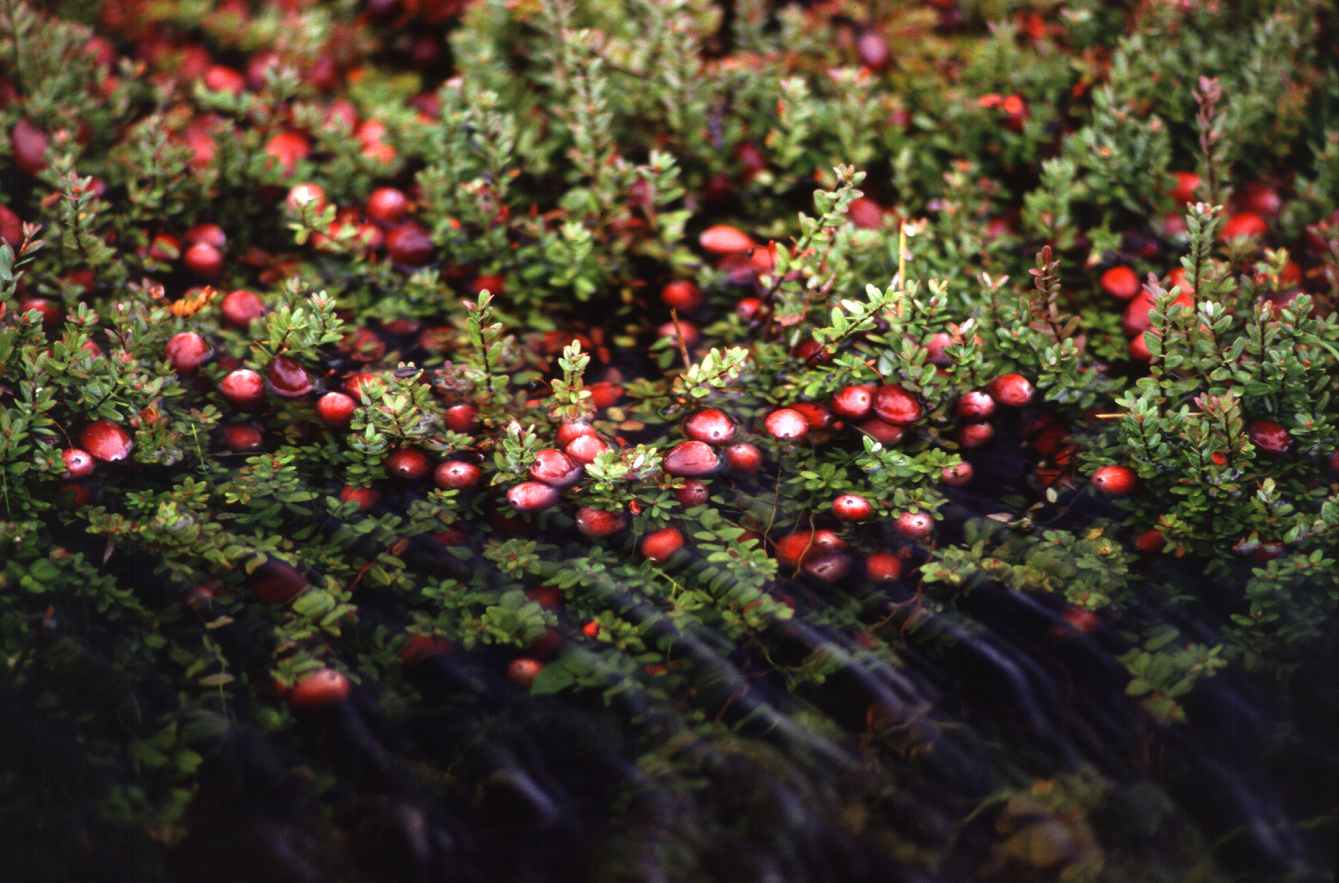 cranberries floating in water