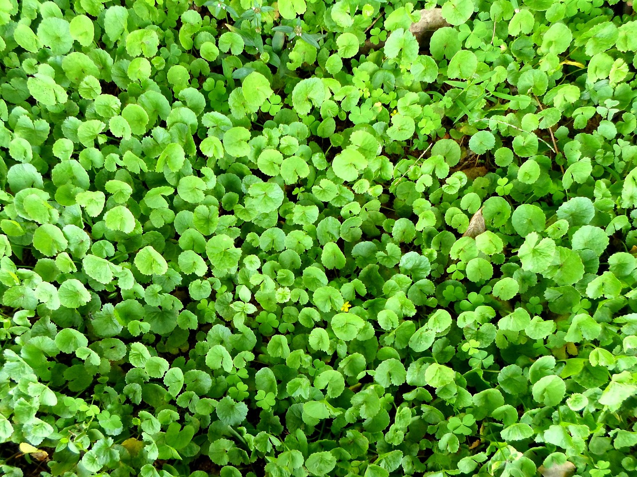 gotu kola growing outside 