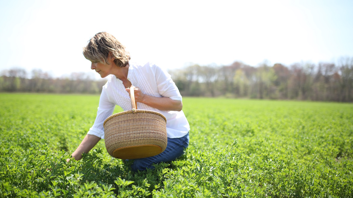 Herbal Academy: The Journey | Herbal Academy | This is the story of how a few herbalists turned a monthly herbal class into the Herbal Academy — an international school of herbal arts and sciences.