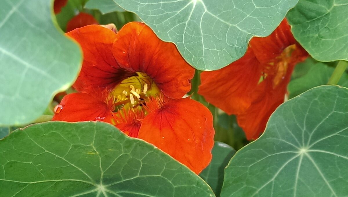 The Edible Flower Garden