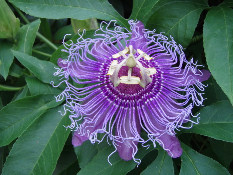 fresh passionflower