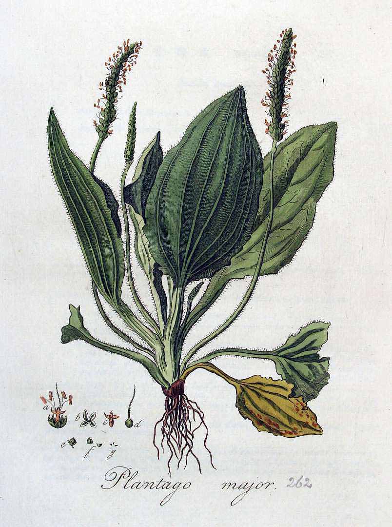 Learning Plant Language - Plantago