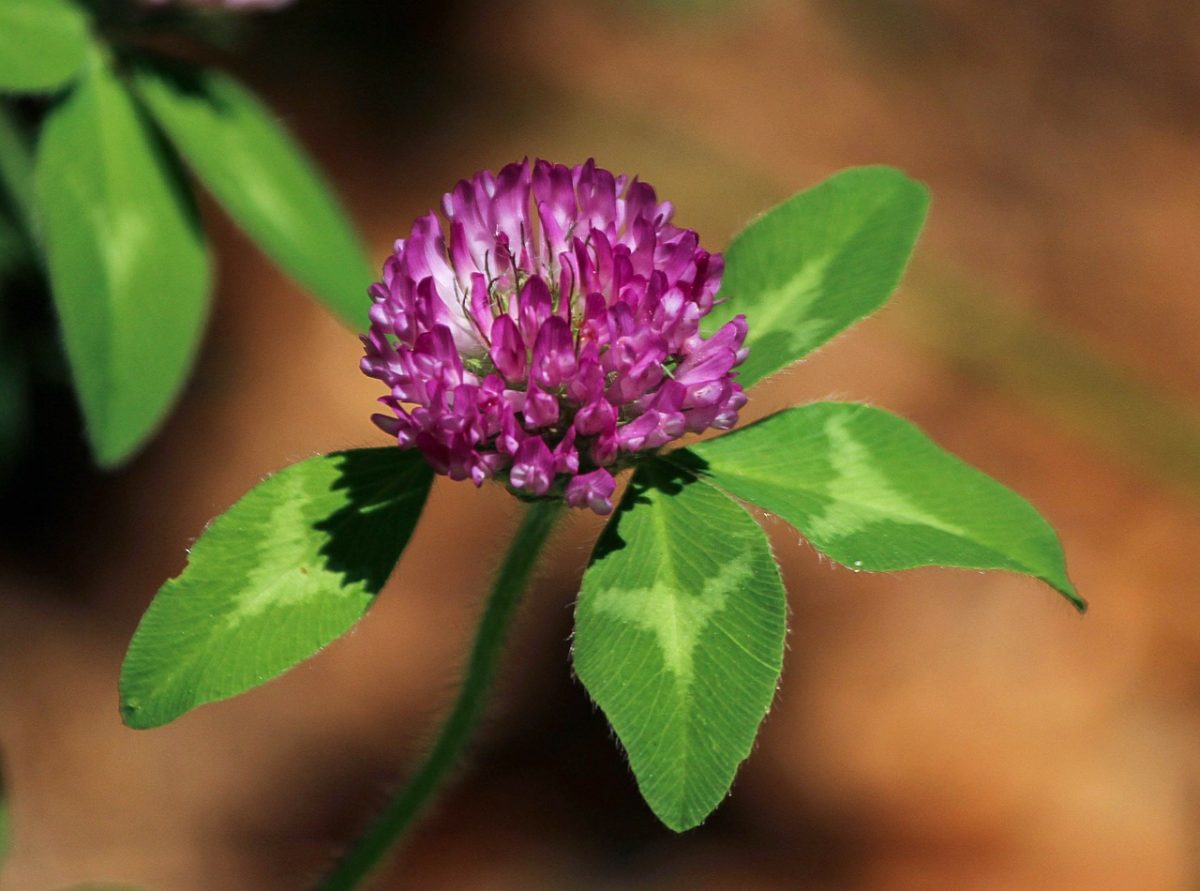 9 Edible Flowers and How To Use Them | Herbal Academy | Discover how to use edible flowers and take a closer look at nine of our favorites!