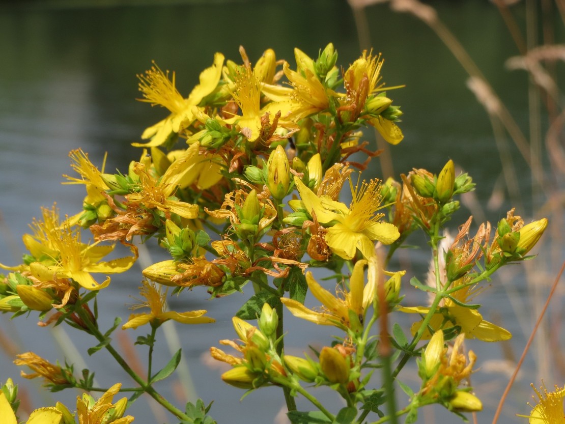 john s wort a prosztatitis kezelésére