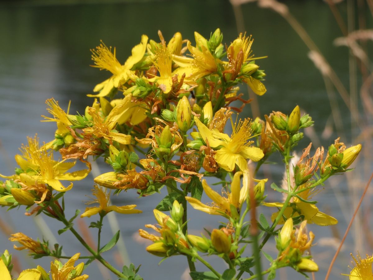 St. John's wort growing by a pond