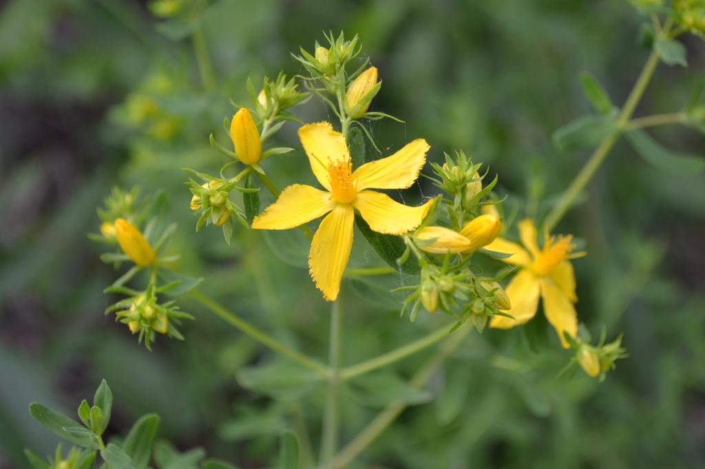 St. John's wort aerial parts