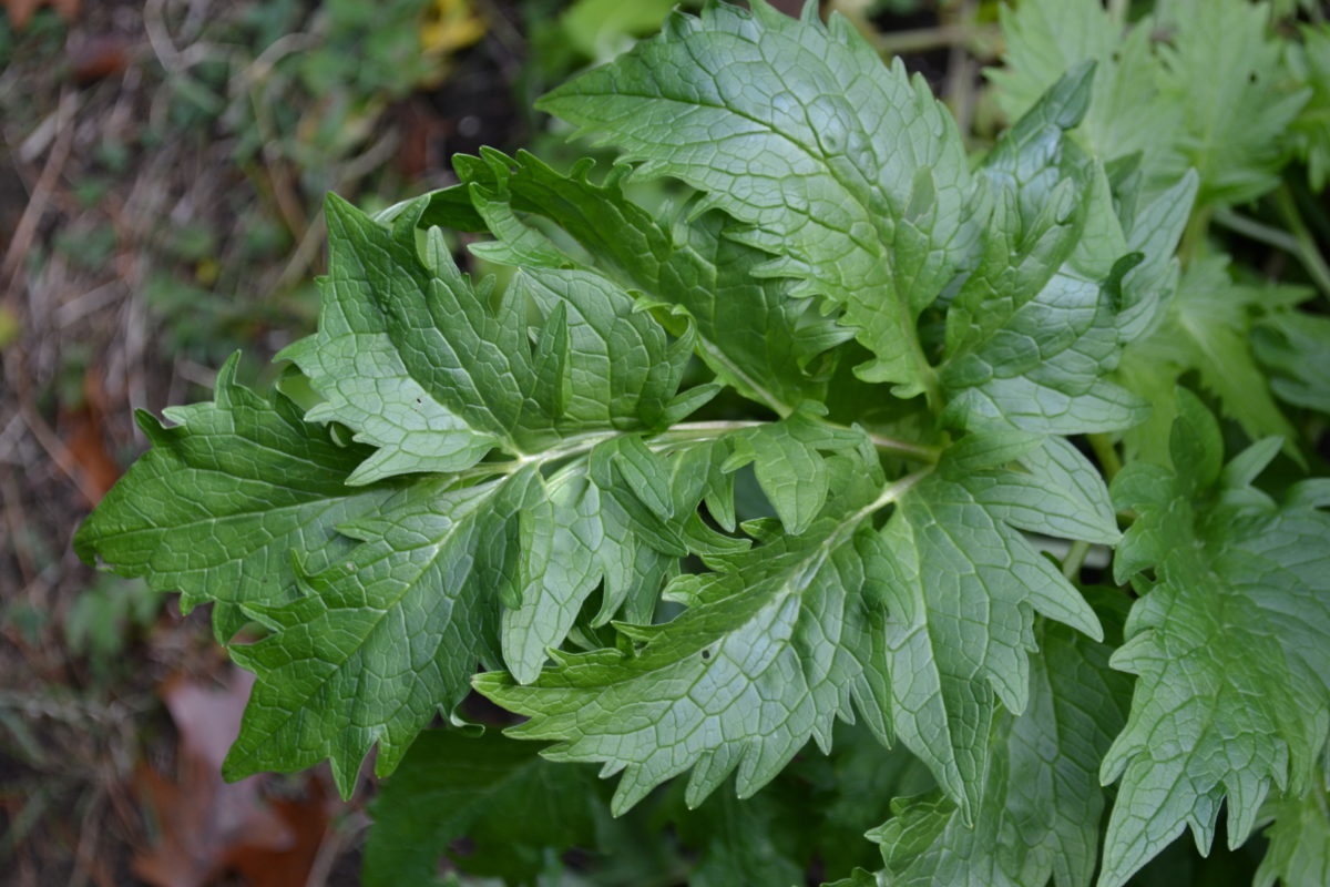 8 Herbs That Calm The Anxious Mind | Herbal Academy | Looking for some herbal support for your mind? If so, here are eight herbs you need to know about that help to calm the anxious mind.