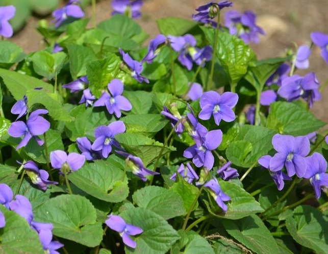 Sweet Violets of Spring | Herbal Academy | These flowers are the perfect pick for spring gatherers. From using them in food to pressing them for note cards, we have some inspirational ideas for using and enjoying the violets of spring!