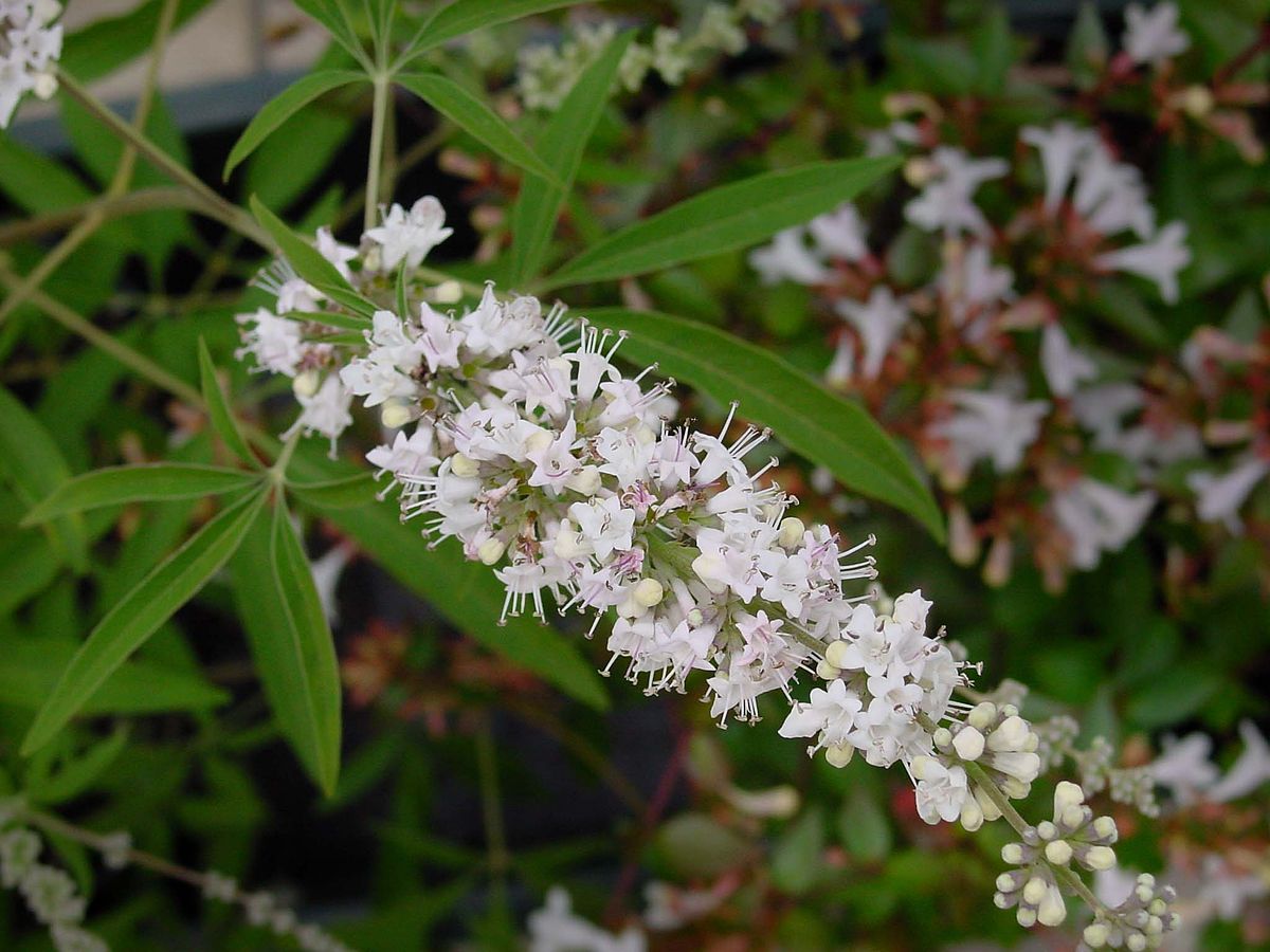 Vitex or chaste tree berry flower